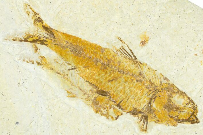 Limestone with Two Fossil Fish (Knightia) - Wyoming #367445